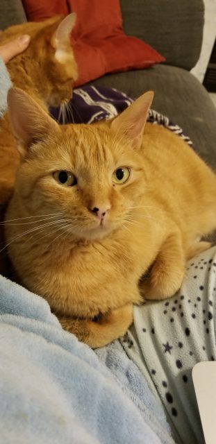 Orville curled up on Sarah's leg with his brother Wilbur in the background. They're both orange tabby cats with exceptionally good taste in all things. 