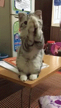 A cat waves its arms up and down begging