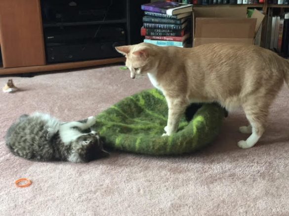 Dewey stands on a felt pouch that cats can hide in. Fisher is half on the pouch, upside down, looking at him