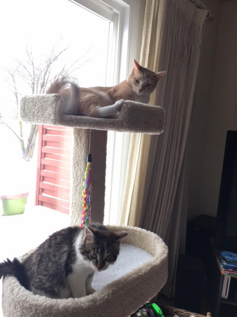Dewey and Fisher hang out on a two tiered cat tree. Fisher is on the lower level. Dewey reclines on the top portion and looks down at his brother.