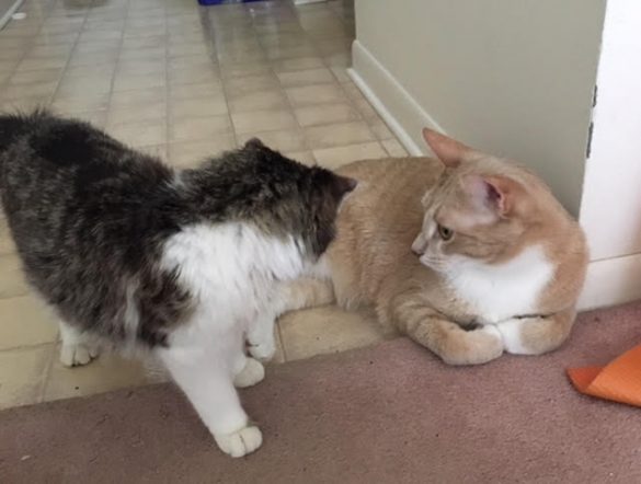 Dewey lays in the hallway. Fisher stands next to him. My carpet has salt and grit from outside that I tracked in.