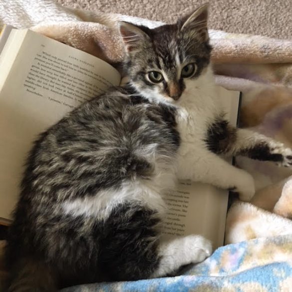 A kitten lays on a book looking as though he belongs there. He's black and grey tabby with white patches