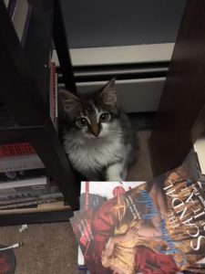 Fisher sits inbetween two book shelves, behind a stack of books. He's a very fuzzy kitten with big eyes and short ears.