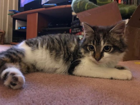 Fisher lays on the floor. He looks very soft and fluffy because he is