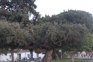 Tree with child in it