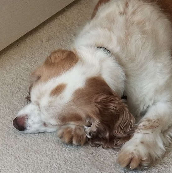 zeb, a King Cock, asleep on my rug