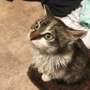 Fisher, a brown, grey and white longhair, looks dirty and very put out