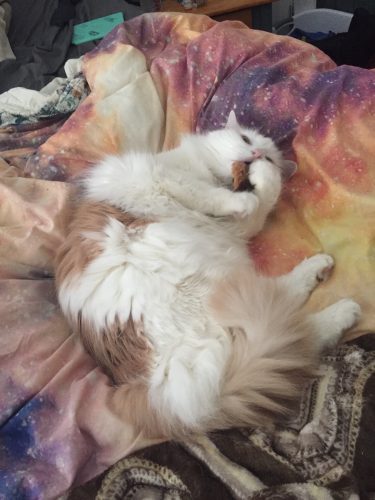 Amanda's cat Linus. He's a white and tan Maine Coon mix and is very fluffy. He's lying on his back, holding his catnip beaver in his paws and up to his mouth.
