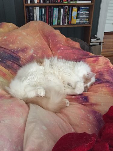 A fluffy white and tan cat curled up on a bed. He's using his paws to cover his face.