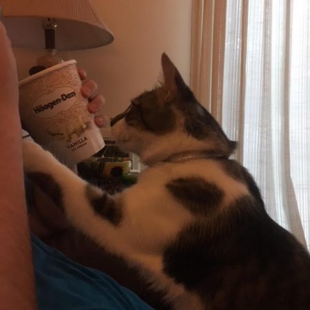 Fisher, my kitten reaches up toward a container of ice cream