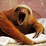 a sloth yawns