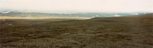 Wrangel Island Tundra