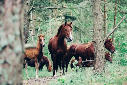 A herd of brown horses walking in the green forest. Wild horses.