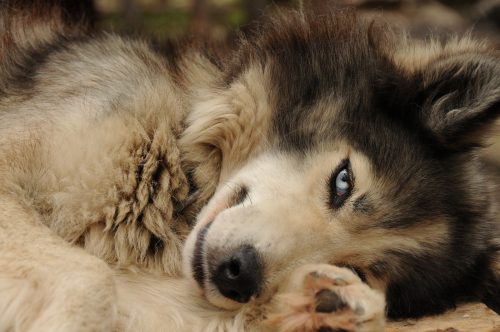 Blue-eyed sled dog lying on its side