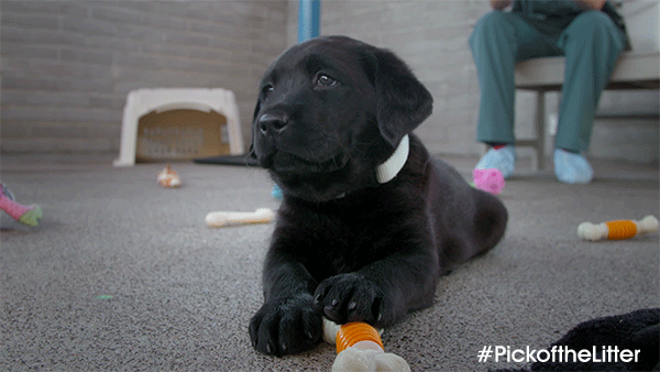 a black lab puppy is adorable