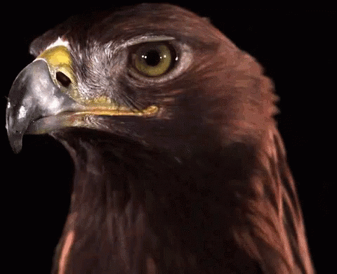 An eagle looks to the viewer in slow motion with a very prdatory hey baby expression
