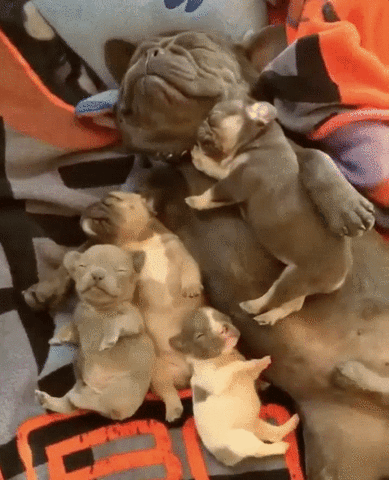 Sleeping mommy dog with puppies all around her sneepin in a blanket