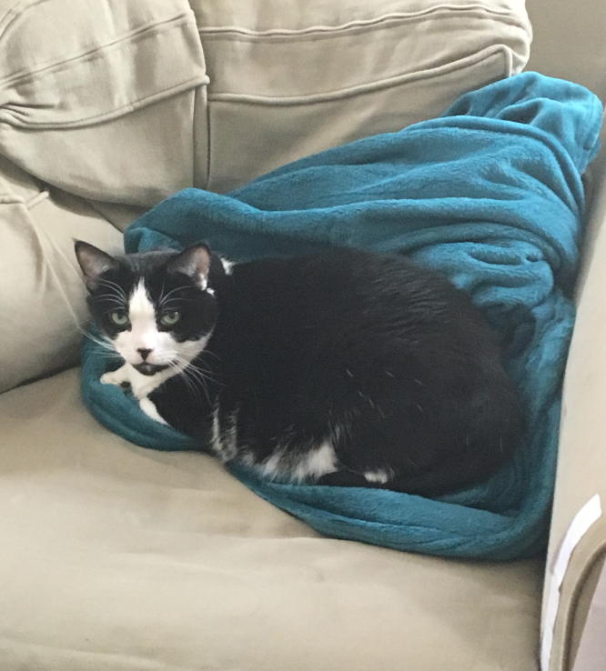 Madame on a fluffy blanket of teal, curled up on the sofa snuggled into the fabric most elegantly of course