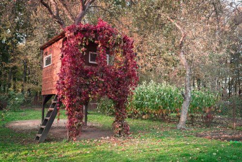 A house on a tree luminous from the inside and overgrown with red vine in an autumn garden