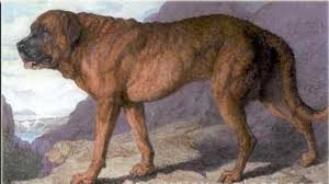 painting of an Alpine Mastiff. It is large.