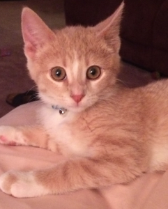 Baby kitten Dewey who is 65% ears and eyes, and has tiny paws 