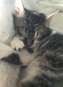 Sleeping Fisher, who is mostly tabby, with a white belly and paws and a massive adorable nose 