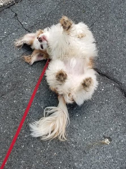 Zeb on his back happily rolling in something smelly 