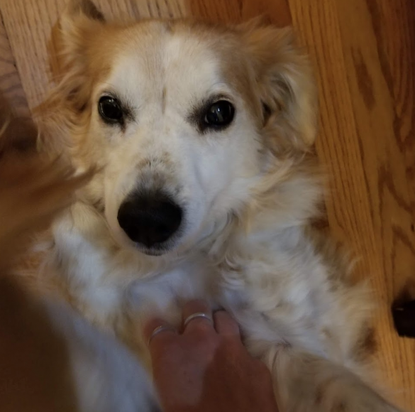 Buzz, a brown and white spaniel mix, on his back looking up at me while I rub his belly on demand