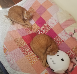 Wilbur and Orville on my office couch cuddled with catnip and a pillow shaped like Hedwig the owl