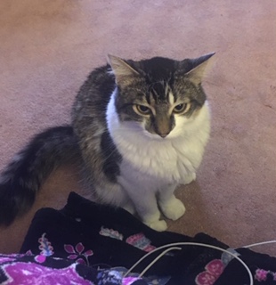 Fisher, my fuzzy cat, glares at me