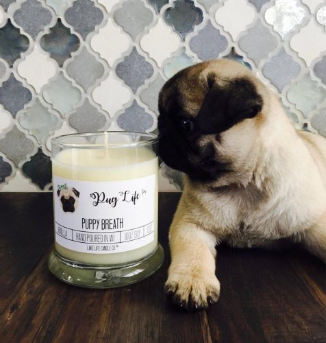 A candle in a white glass jar with a cute pug puppy sniffing it.