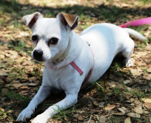 Carrie's dog, Lucy, who is small and white and really adorable. 