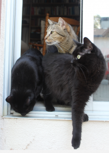 Carrie's three cats trying to get out the window. One is looking down, another is behind looking out, and Toothless has one foot out the window and is ready to jump