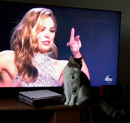 My fuzzy cat Fisher sits in front of the TV (which is playing the Bachelorette) and looks grumpy