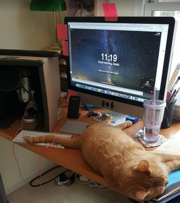 Orville, asleep on my desk, with my computer, water, sound box, and microphone plugged in and his tail covering my keyboard