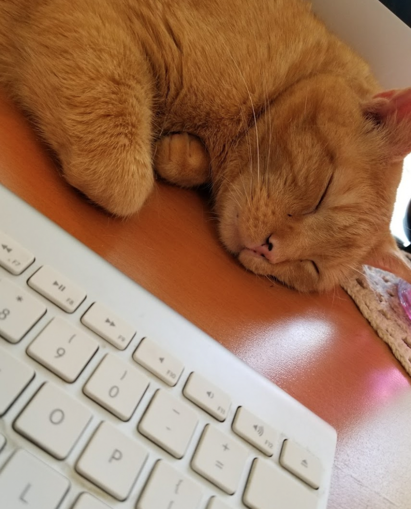 Orville, asleep on my desk above my keyboard, with his paws curled under his chest