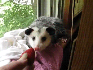 A cute little possum nibbles at a strawberry