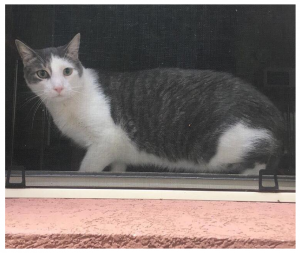 A photo of a grey and white cat in a window looking wary but alert with a grey tabby back and a white belly in a screen window