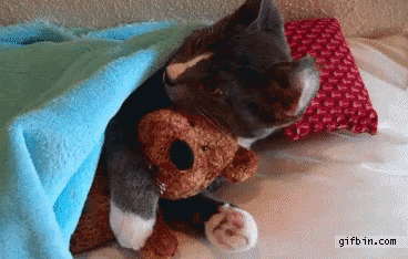 a kitten snuggling under a blanketbwith a teddy bear