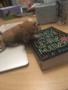 kitten on book
