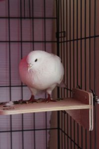 white pigeon in cage