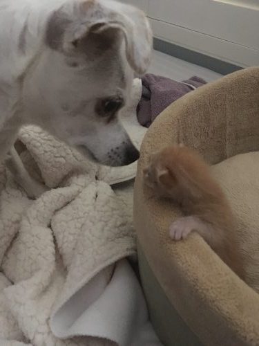 Lucy (small white dog) says hello to tiny kitten