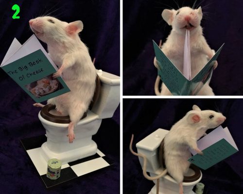 A taxidermy white mouse sitting on a miniature toilet, reading a book.