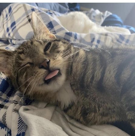 A tabby kitten with one eye squinted shut and tongue poking out.