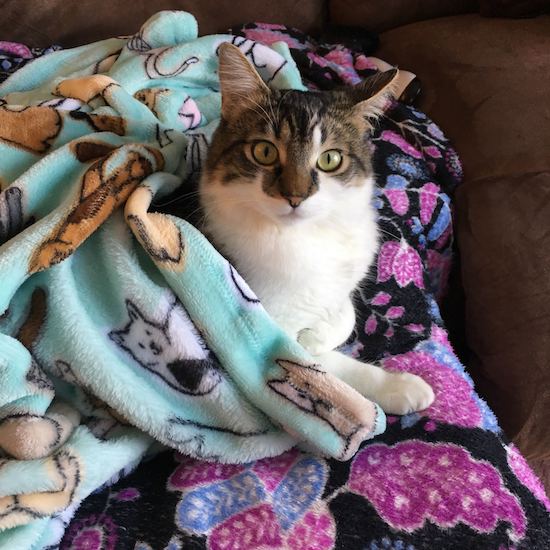 Fisher, Elyse's cat, wrapped in a blanket printed with cats