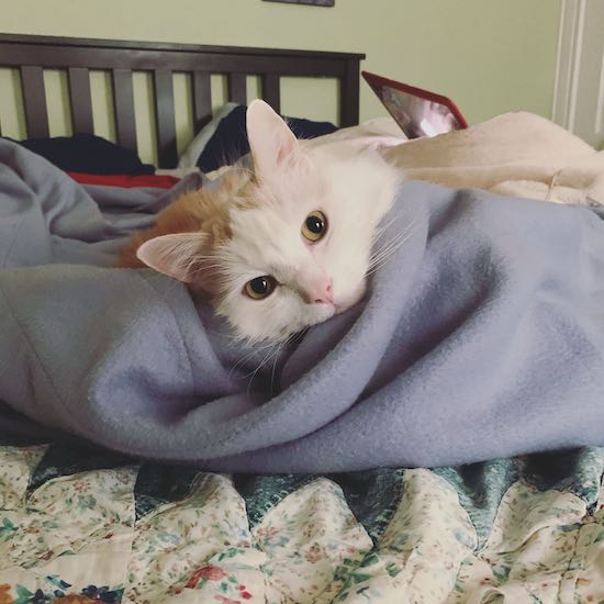 Amanda's cat, Linus, wrapped in a blanket