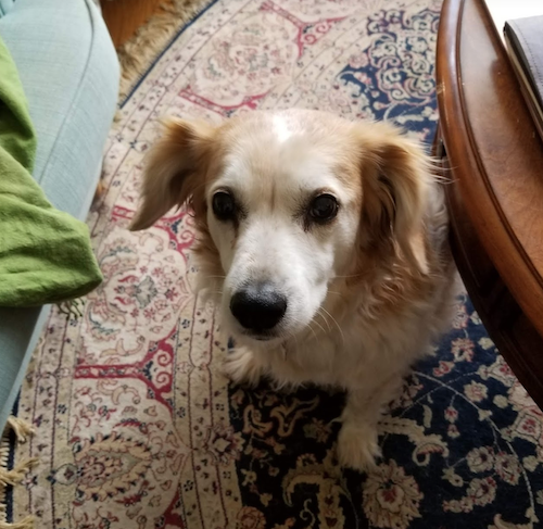A brown and white mid-sized dog looking at the camera with much cute 