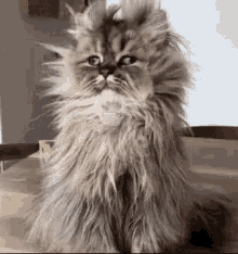 A very scruffy persian cat looking around in confusion and sleepiness