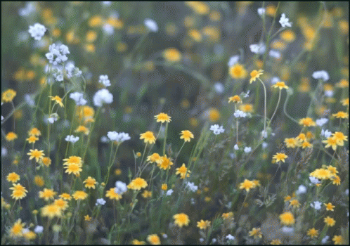 A small animation of tiny wildflowers moving in a field