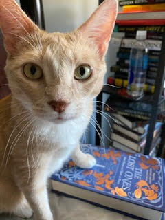 My cat Dewey sits with is paw on the cover of the book, closing it on me